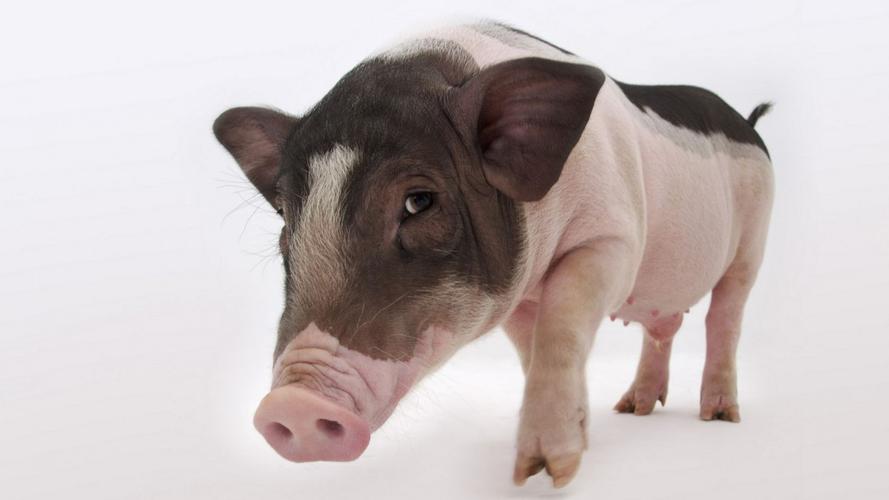 可爱小猪壁纸-动物壁纸-高清动物图片-第11图-娟娟壁纸