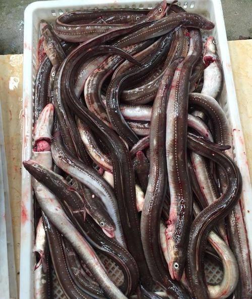 新鲜鳗鱼整条冷冻大海鳗七星曼八斤