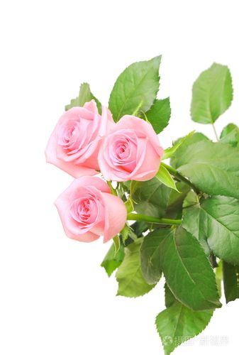在白色背景上的粉红色玫瑰之花