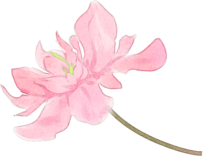 花瓣粉色花卉彩色水彩花朵清新手绘植物樱花瓣写实插画