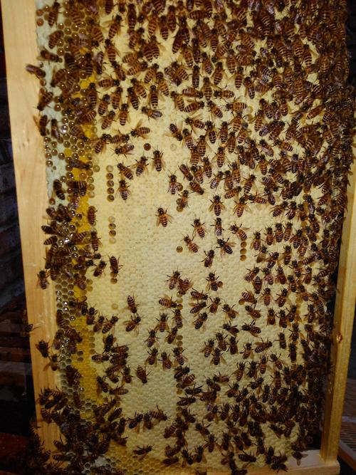 枣红色中蜜蜂群种蜂王吃蜜蜂饲料蜂粮满巢础巢框蜂箱处女种蜂王
