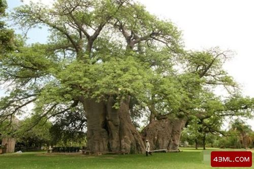 世界上最粗的树有多粗,据说古代阿拉伯国王和王后