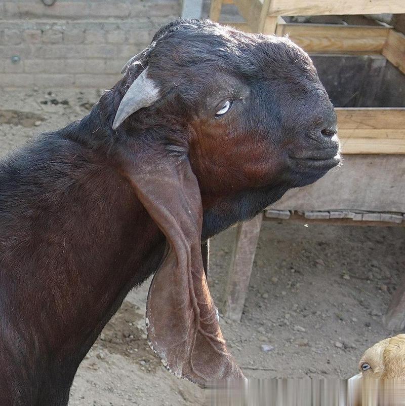 因而在国际畜牧业当中,大马士革山羊一直是一种非常受关注的品种