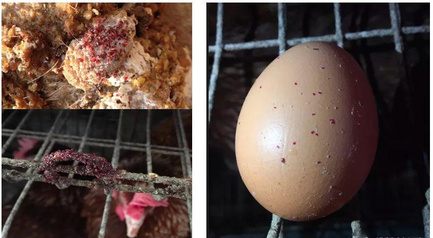 4,鸡虱子在不同鸡身上叮咬可以传播疾病.