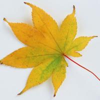 网友拍的真实的树叶个性头像图片一片一片各种颜色的叶子很美