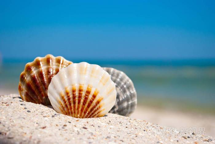 三海美丽的贝壳在黄色沙子在蓝色海的背景和白色波浪蓝色天空夏天假期
