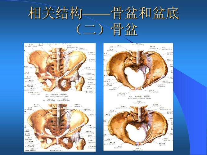 相关结构——骨盆和盆底 (二)骨盆