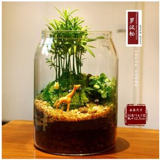 槿瑰苔藓微景观禅意罗汉松绿植玻璃缸生态瓶茶桌面盆栽小摆件活动礼品