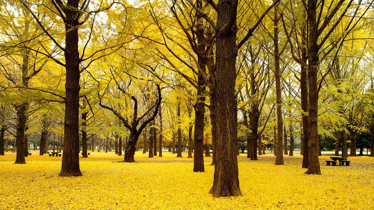 唯美的秋色美景自然风光高清电脑桌面主题壁纸图片(四)