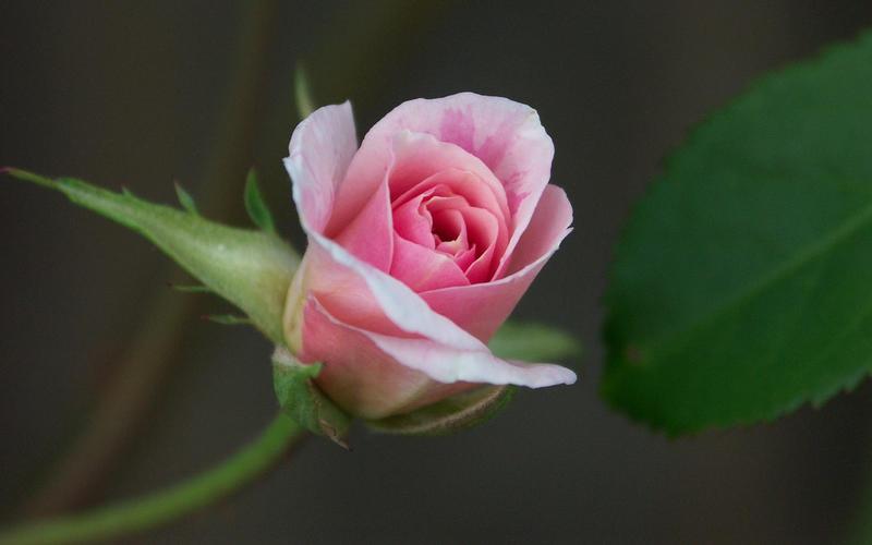 美丽的玫瑰微距摄影植物花卉桌面壁纸下载