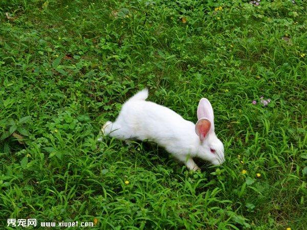 【小白兔图片】草丛中嬉戏的小白兔
