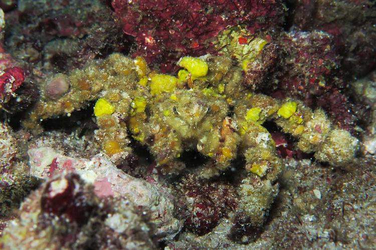 decorator crab camouflages with sponges