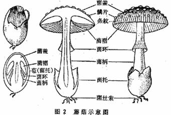 蘑菇示意图