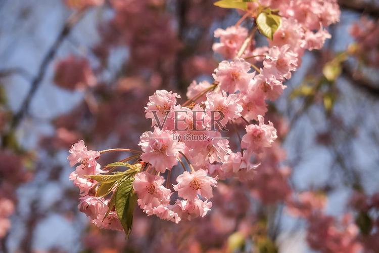 日本盛冈的樱花照片摄影图片