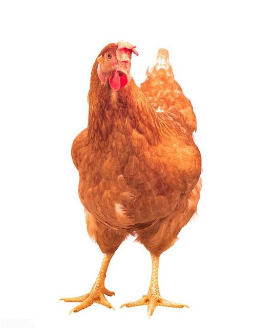 鸡长黄油吃什么好用什么方法能让鸡快速长黄油