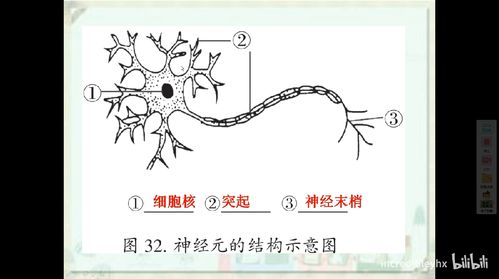 神经元的结构示意图
