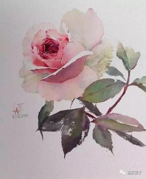 怎样画好水粉画玫瑰花,怎样画好水粉画玫瑰花瓶(用水彩画玫瑰花送给你