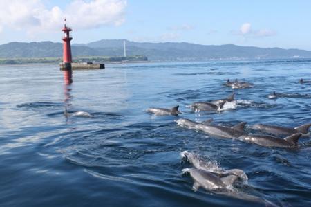 和海豚畅游大海日本最佳海豚湾