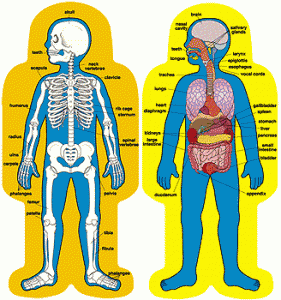 human anatomy diagram page 5 ~ human anatomy pictures