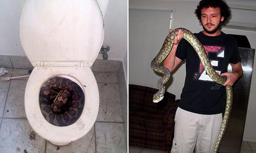 澳大利亚民房马桶内藏着三米长蟒蛇