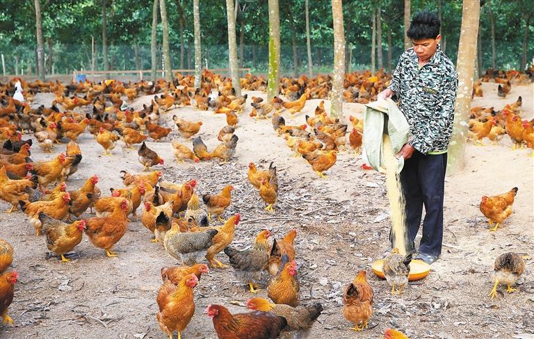 【海南日报】儋州鸡成了贫困户的致富鸡