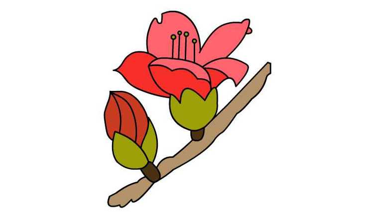 2,然后画出木棉花的花朵和旁边的花苞.1,首先画出木棉花的枝干部分.
