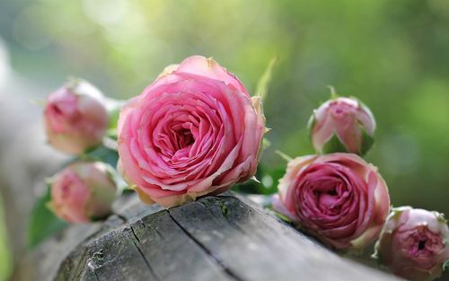 粉红玫瑰,鲜花,木材,散景 壁纸
