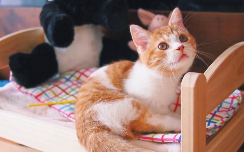 粉嫩可爱的小奶猫高清手机壁纸,动物壁纸,唯美,可爱,高清,猫咪,宠物
