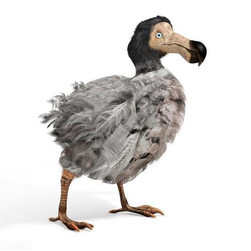 鸡和鸭的祖先化石被找到了?是一种远古鸟类