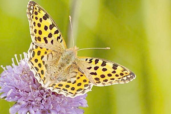 蝴蝶是昆虫吗1,蝴蝶在幼虫期是害虫,因为它啃食植物,在成虫期是益虫