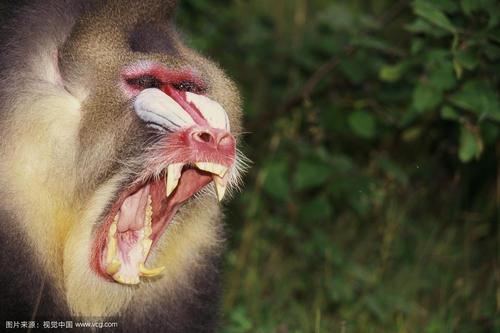 特写动物一只动物户外红色动物嘴动物牙齿狒狒山魈面部表情
