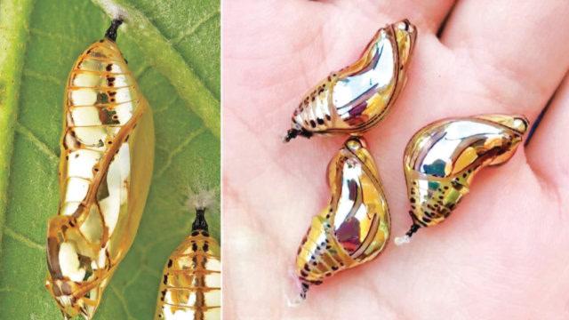 "24k纯金"蝴蝶蛹,动物为了藏身下血本,要去野外捡一颗吗?