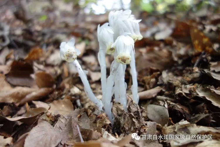 保护区的幽灵之花水晶兰