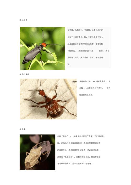 认识昆虫名字图片课件资料pdf12页