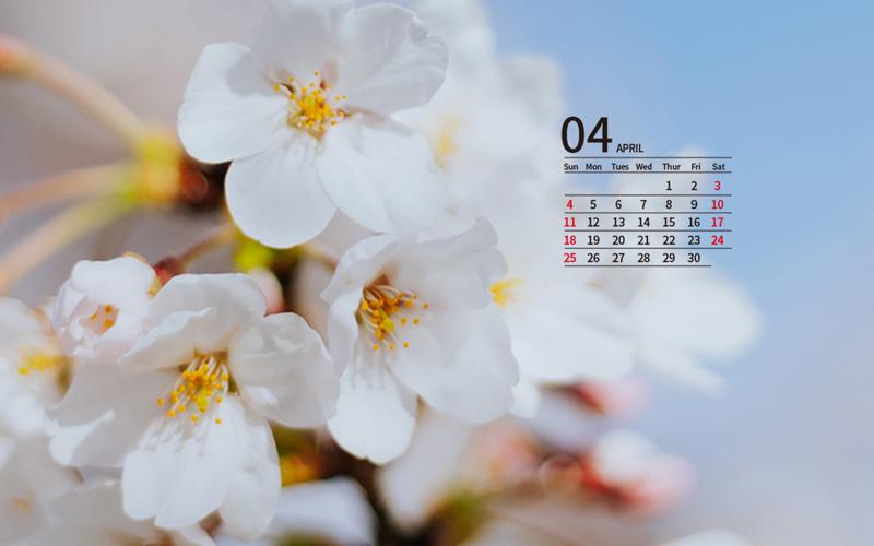 2021年4月樱花植物花卉日历壁纸图片