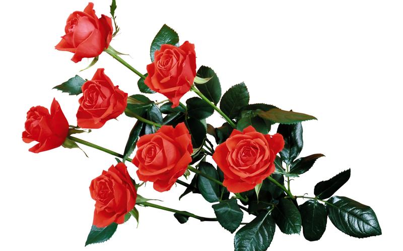 精选浪漫唯美的玫瑰鲜花图片赏析分享