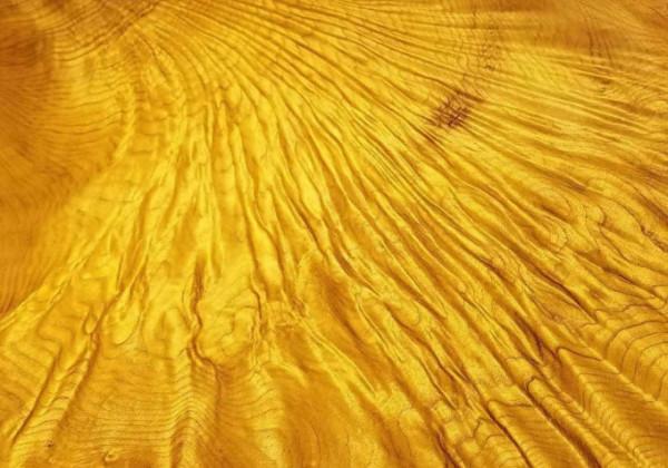 假金丝檀木是什么木黄金木色泽呈浅黄色成材期约