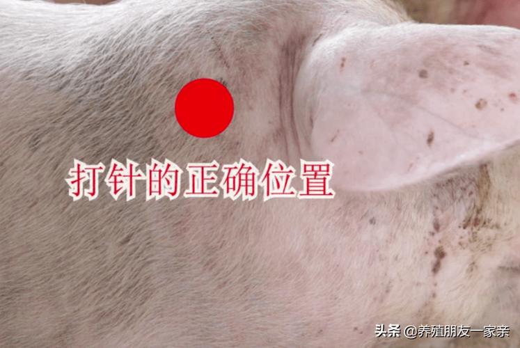 4. 注射的部位靠后给猪.打针是养猪过程中非