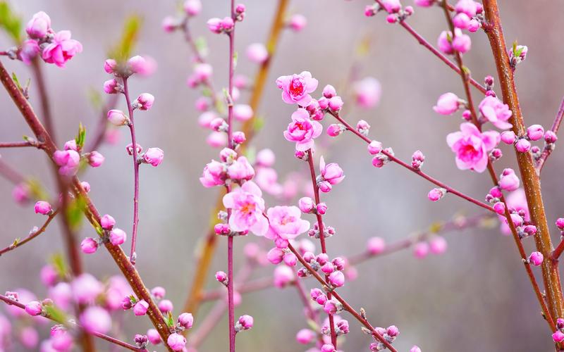 壁纸 美丽的粉红桃花,树枝,春天