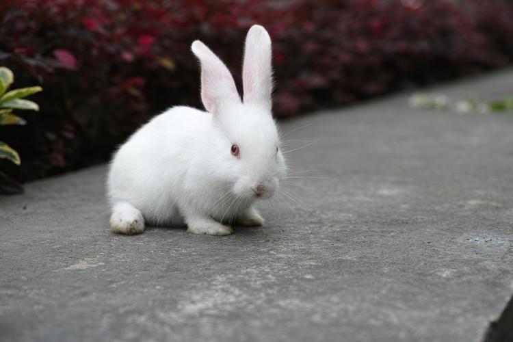 小白兔图片(6)