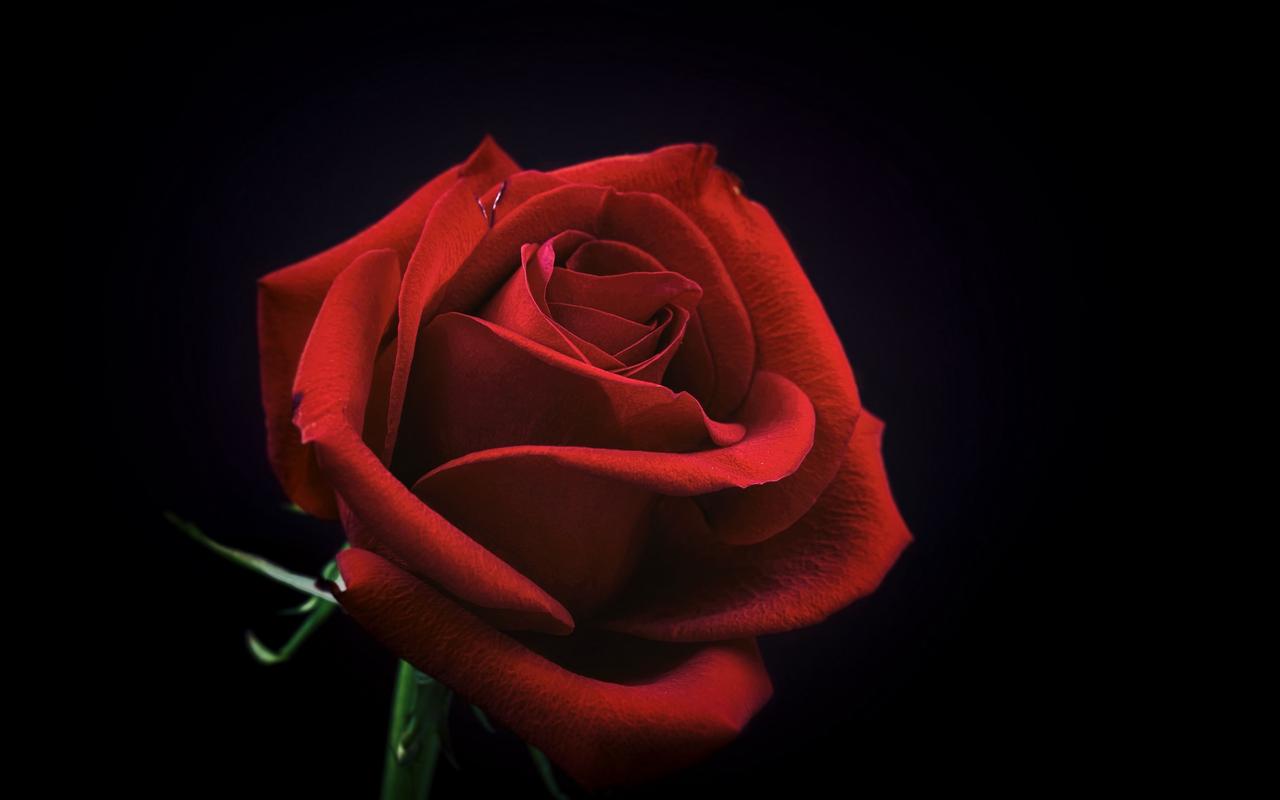 艳丽动人的红色玫瑰花图片桌面壁纸