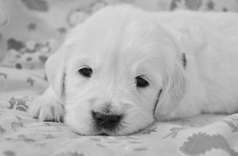 狗,金毛的小狗,黑白照片