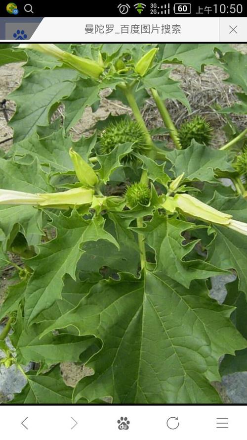 这是茄科植物曼陀罗,有毒植物,可作中药.