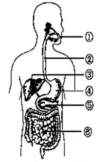 如图表示消化系统的组成据图回答1人体消化系统包括和消化腺两部分