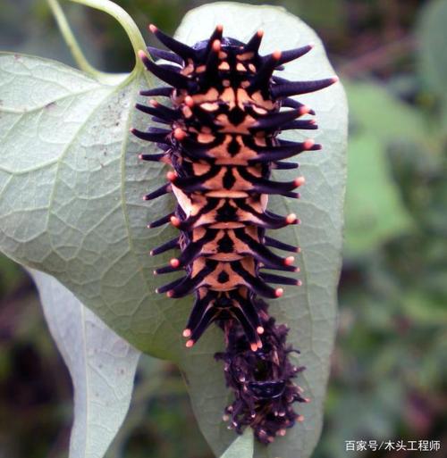 东至昆虫图鉴3:安徽省东至县的蝴蝶3*蝴蝶的幼虫