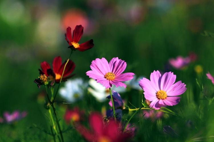 植物 红色 旅游 环境 花卉 鲜花 花瓣 景观 波斯菊 园林 绿化 花朵