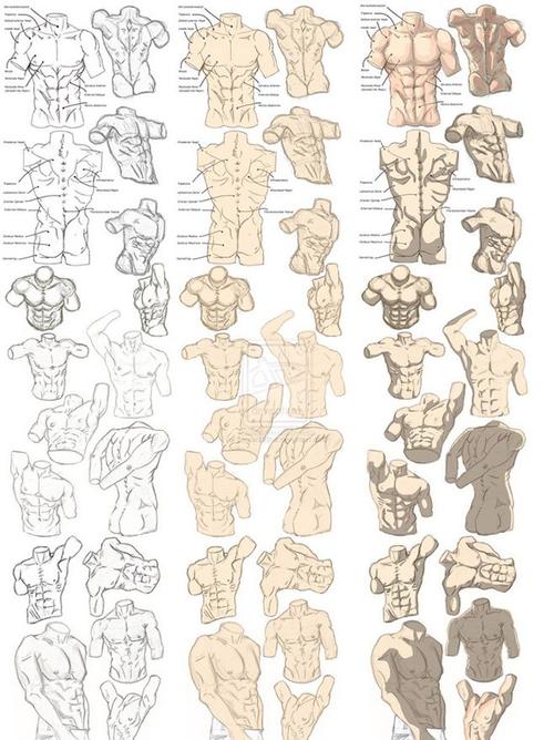 绘画参考# 男性肌肉的绘制参考