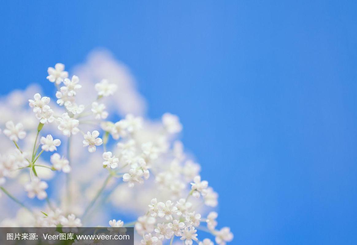 在浅蓝色的背景下,美丽模糊的白色花朵