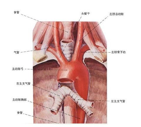 人体食管解剖示意图-人体解剖图