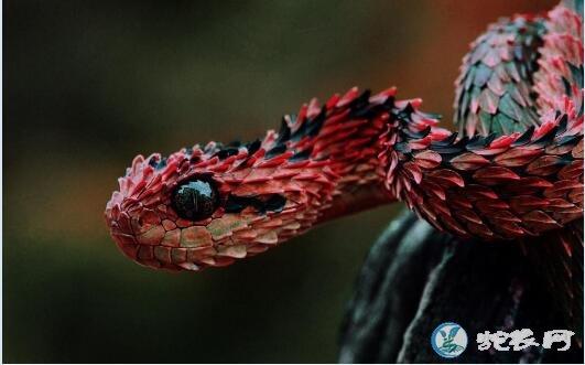 红色蛇图片,各种红色蛇图片大全欣赏_蛇的图片_毒蛇网